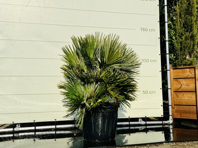 Chamaerops Humilis - Vulcano env. 120 cm