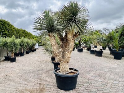 Yucca Rostrata - env. 260 cm