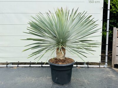 Yucca Rostrata - env. 120 cm