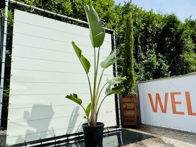 Oiseau de paradis - Strelitzia augusta - environ 300 cm