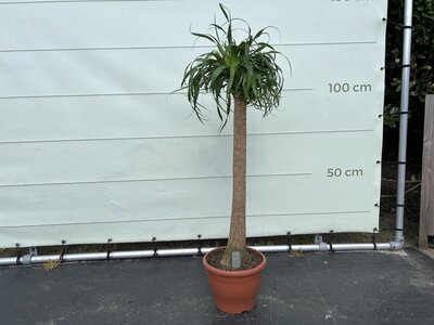 Beaucarnea - Pied d'éléphant