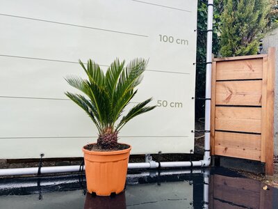 Cycas Revoluta - env. 75 cm