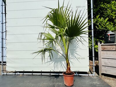 Washingtonia Robusta - Palmier éventail du Mexique env. 160 cm