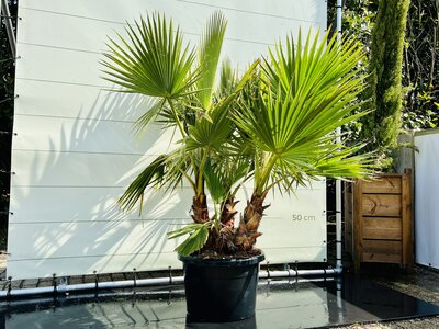 Washingtonia Robusta - Multi-tronc, env. 180 cm