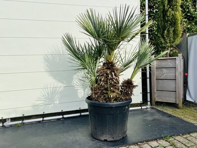 Chamaerops Humilis - Cerifera env. 150 cm