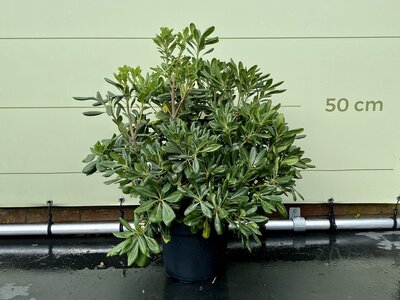 Laurier australien - Pittosporum Tobiara - hauteur 40 cm
