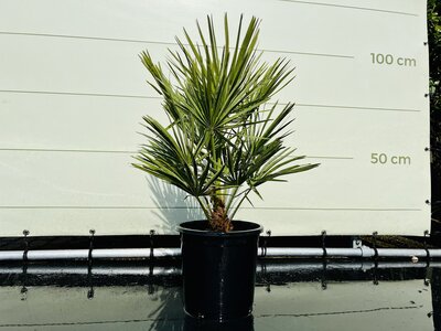 Chamaerops Humilis - env. 75 cm