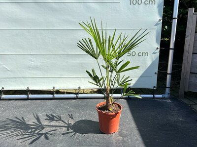 Trachycarpus Fortunei - Palmier à éventail chinois env. 50 cm