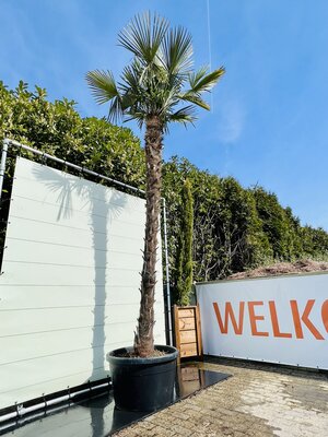 Trachycarpus Fortunei - env. 400 cm