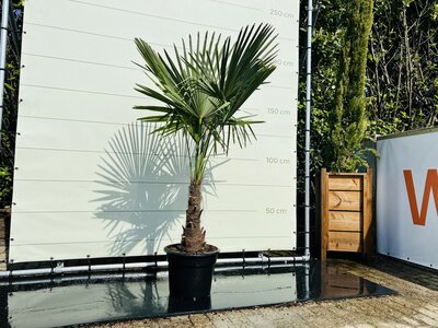 Trachycarpus Fortunei - env. 180 cm