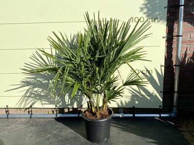 Trachycarpus Fortunei - Multi-tronc env. 90 cm