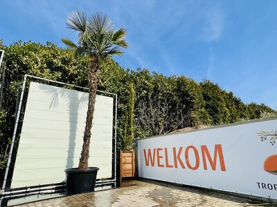 Trachycarpus Fortunei - env. 400 cm