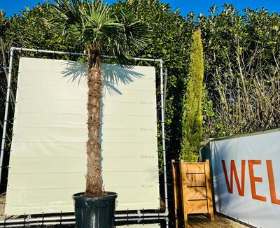 Trachycarpus Fortunei - env. 230 cm