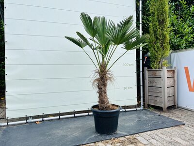 Trachycarpus - Wagnerianus env. 180 cm