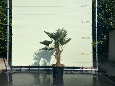 Trachycarpus - Wagnerianus env. 110 cm