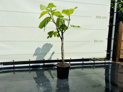 Figuier - Ficus Carica env. 100 cm