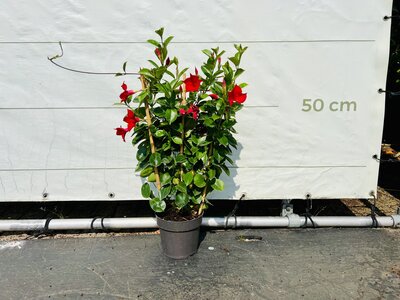 Mandevilla - Rouge 70cm