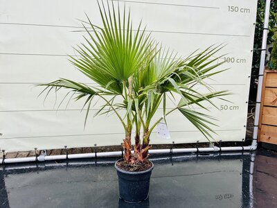 Palmier - Washingtonia Robusta