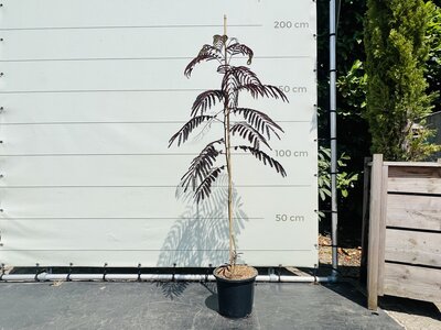Arbre de Perse - Albizia Summer Chocolate