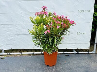 Nerium Oleander - Blanc/Rose env. 100 cm
