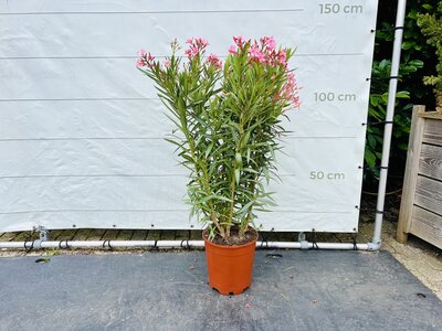 Nerium Oleander - Rose env. 120 cm
