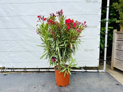 Nerium Oleander - Rouge env. 120 cm