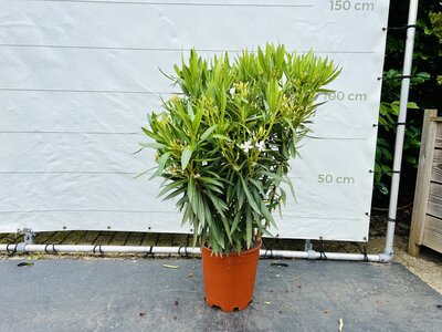 Nerium Oleander - Blanc env. 120 cm
