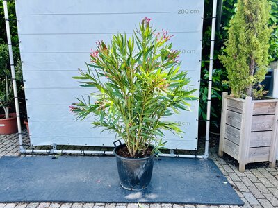Nerium Oleander - Rose env. 160 cm 