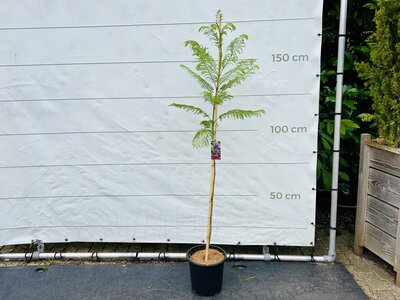 Jacaranda Mimosifolia - env. 160 cm