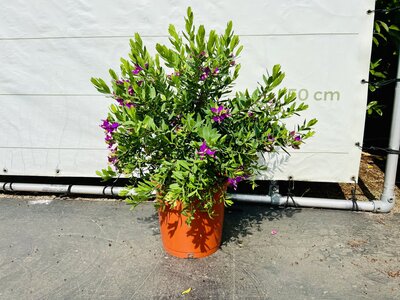 Polygala Myrtifolia - env. 80 cm
