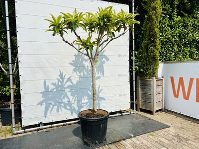 Sycomore laineux japonais - hauteur 220 cm