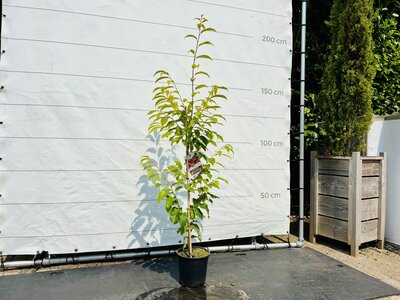 Châtaignier - hauteur 150 cm