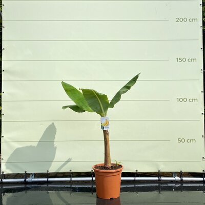 Musa Basjoo - Bananier 