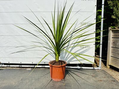 Cordyline Indivisa - env. 120 cm