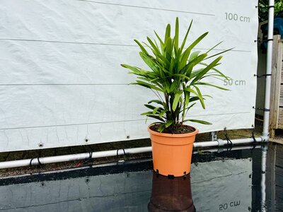 Rhapis Excelsa - env. 80 cm