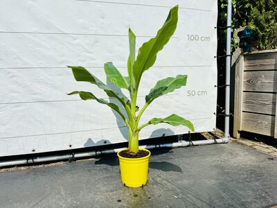 Musa Lasiocarpa - hauteur 100-120cm