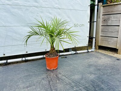 Phoenix Roebelenii - env. 60 cm