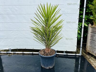 Yucca Filifera - env. 150 cm