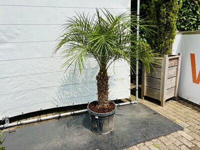 Phoenix Roebelenii - env. 160 cm
