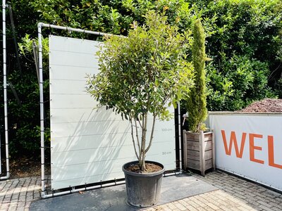 Photinia - Multi-troncs