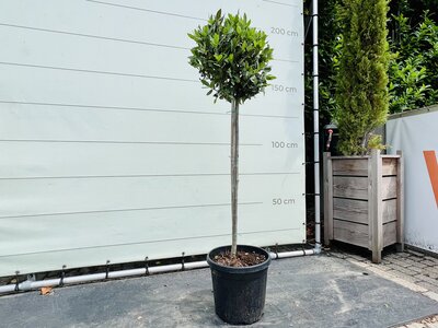 Laurel - sur tronc - hauteur 150 cm