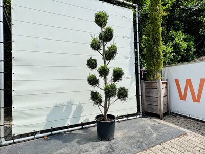 Cupressocyparis Leylandii - Pon Pon