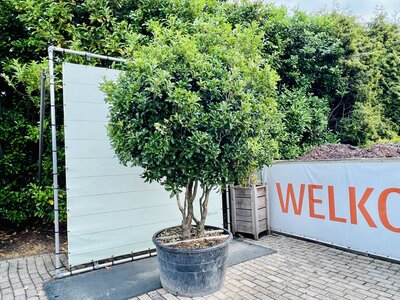 Osmanthus aquifolium - Houx blanc 