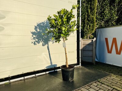 Agrumes - Limequat env. 150 cm