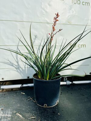 Hesperaloe Parviflora