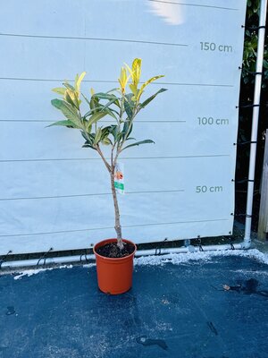 Sycomore laineux japonais - hauteur 130/150 cm