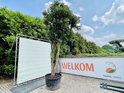 Osmanthus aquifolium - Houx blanc 