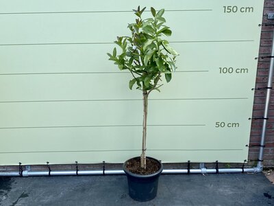 Agrumes - Main de Bouddha, env. 150 cm