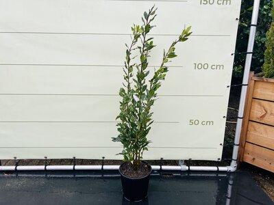 Laurier - Laurus nobilis - environ 100 cm