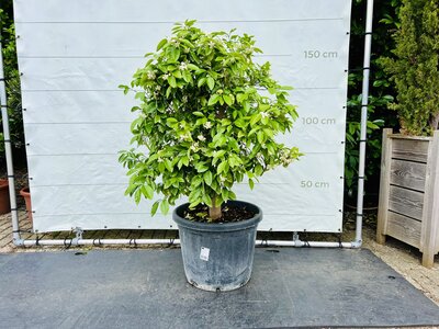 Agrumes - Pamplemoussier env. 150 cm